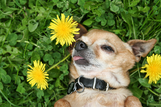 What Plants Are Poisonous To Dogs - Veterinarians