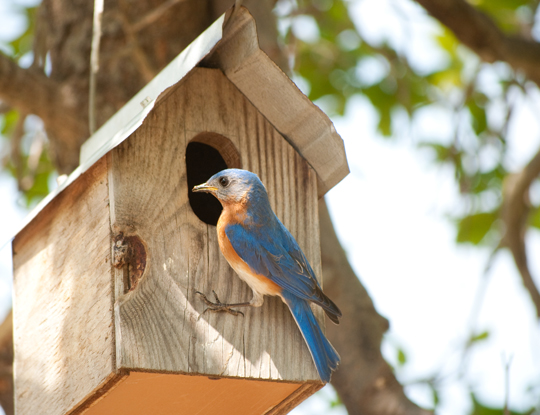 Are Birdhouses Good For Gardens?