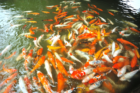 Are Koi Ponds Expensive?