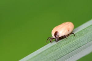 Get Rid Of Tree Mites - Pest Control