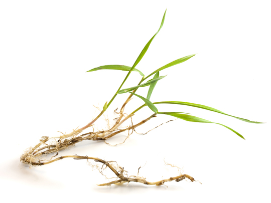 How To Prevent Crabgrass