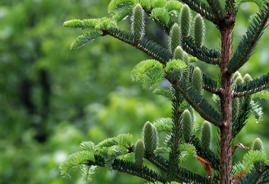 Plant Evergreen Trees - Landscapers