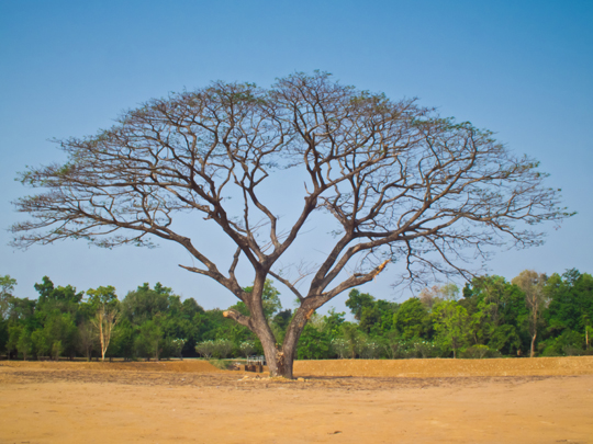 Symptoms Of A Sick Tree - Tree Removal