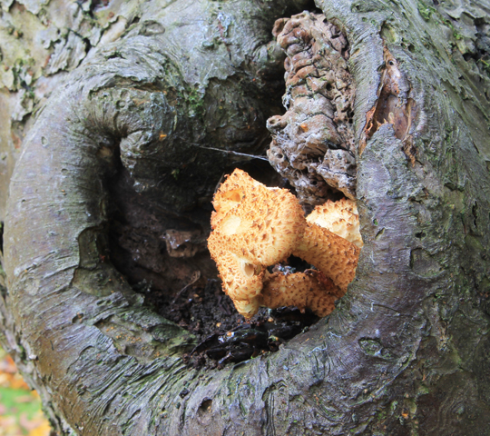 Types Of Malignant Tree Growths - Tree Removal