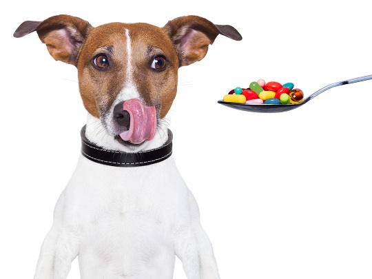 Can You Give A Dog Pain Medicine? - Veterinarians