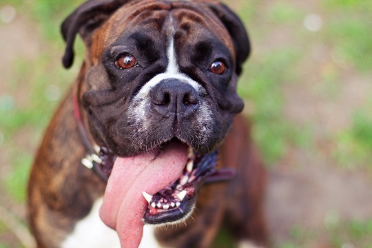 Dog Breath Smells Bad - Veterinarians