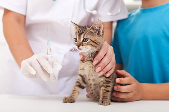 When Should a Cat Get Feline Distemper Vaccination?