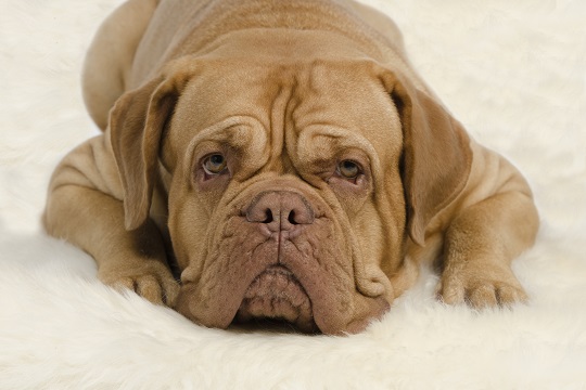 Remove Pet Odor From Carpet