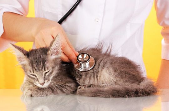 Symptoms Of Kidney Failure In Cats