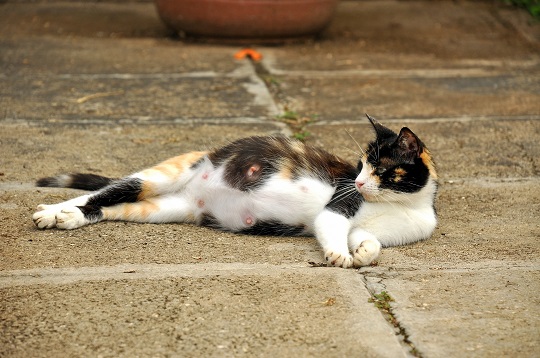 How to Take Care Of A Pregnant Feral Cat
