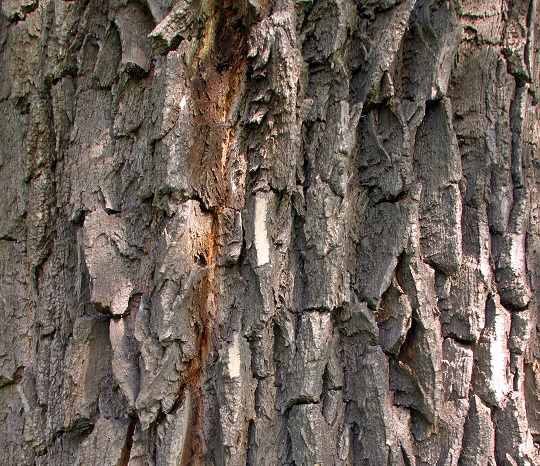 Tree Has Frost Cracks - Tree Removal