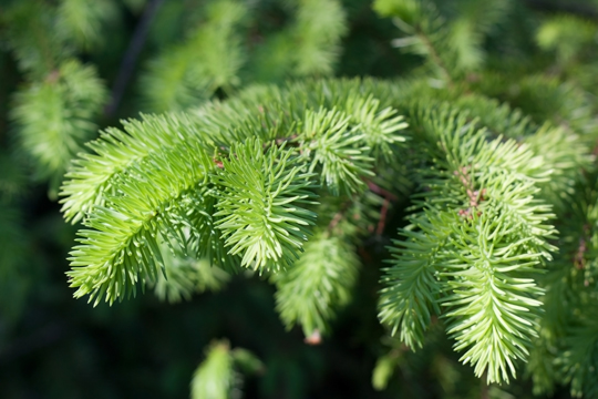 Fertilizing Evergreen Trees