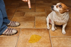 Get Dog Urine Smell Out Of Carpet - Carpet Cleaners