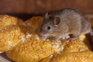 How To Care For Small Rodents - Veterinarians