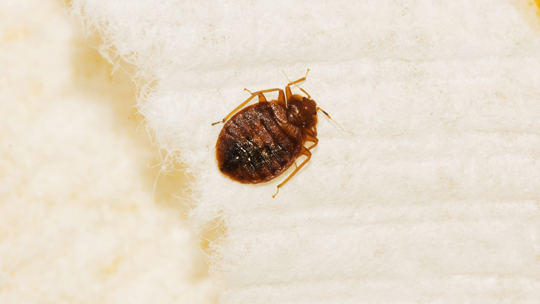 How To Tell If You Have Bedbugs