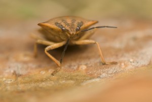 Moving With Bedbugs - Pest Control