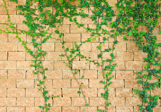 Vines Growing On A Brick House