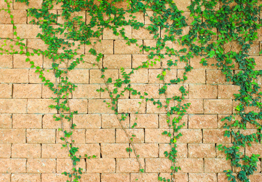 Vines Growing On A Brick House - Landscapers