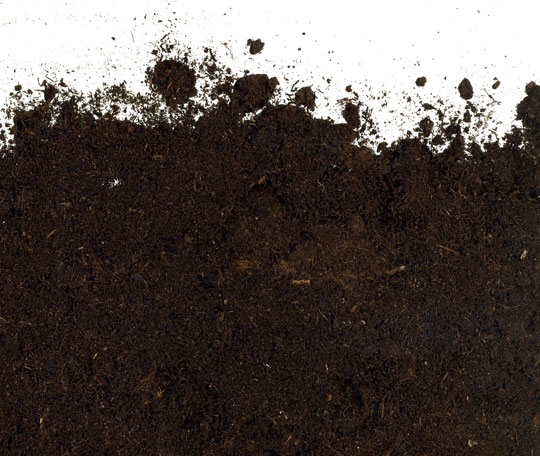 Best Soil For Fruit
