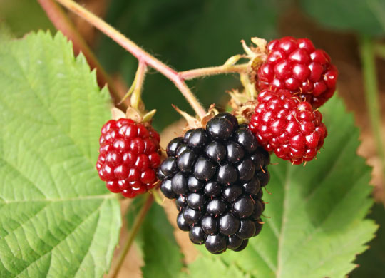 Fruit Bushes For Small Gardens