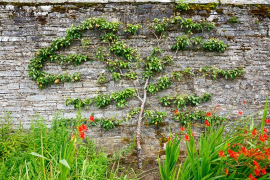 How To Grow Espalier Trees - Landscapers