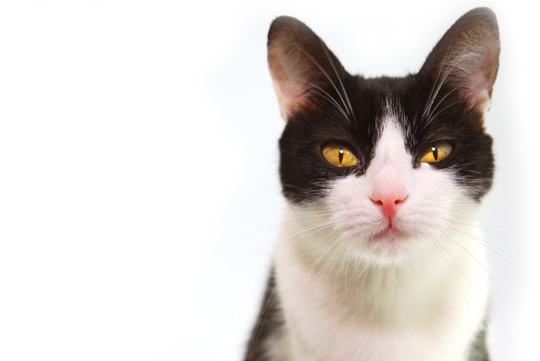 Hypo-Allergenic Cat Breeds - Veterinarians