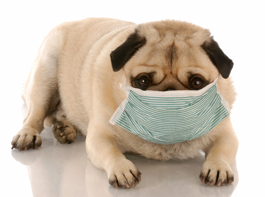 Hypo-Allergenic Dog Breeds - Veterinarians