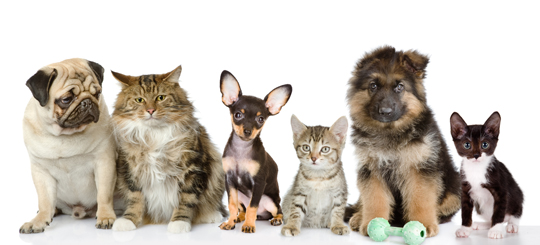 Hypo-Allergenic Pets - Veterinarians