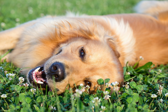 When To Induce Vomiting In Dogs - Veterinarians