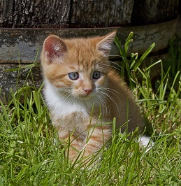 Three Awesome and Not-So-Average Alternative Pets - Seva Call