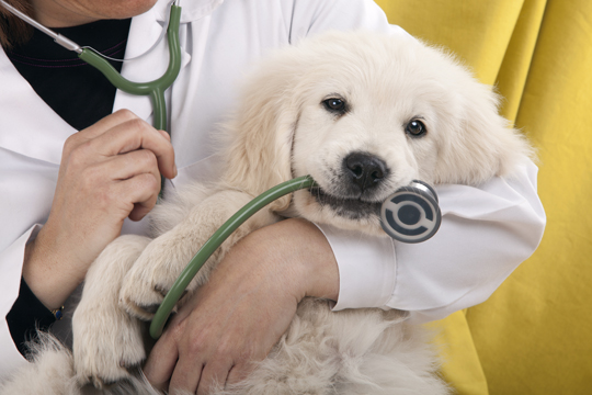 How to Cure Kennel Cough in 3 Simple Steps