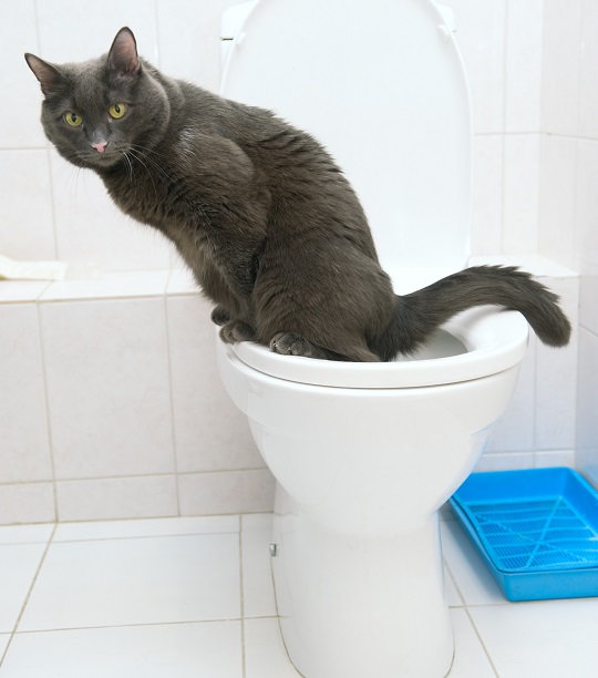 Train Cat To Use Toilet - Veterinarians