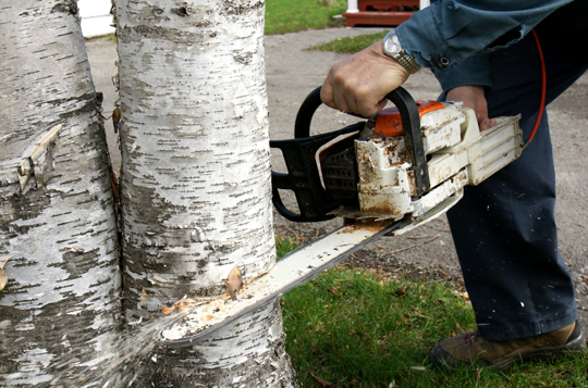 Benefits of Thinning Trees