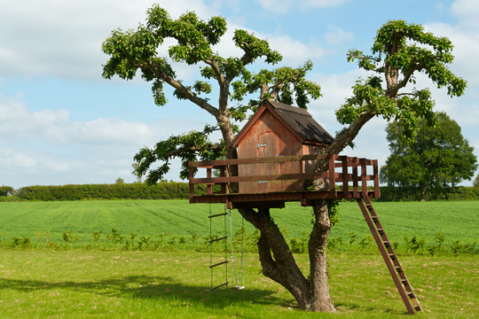 Best Wood for Building a Tree House - Handyman