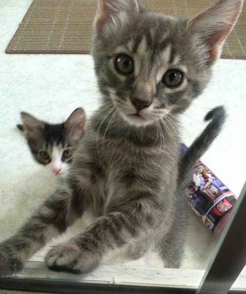 28 (Mis)Adventures: Getting The Whole Kitten and Caboodle Adopted 28 (Mis)Adventures: Getting The Whole Kitten and Caboodle Adopted