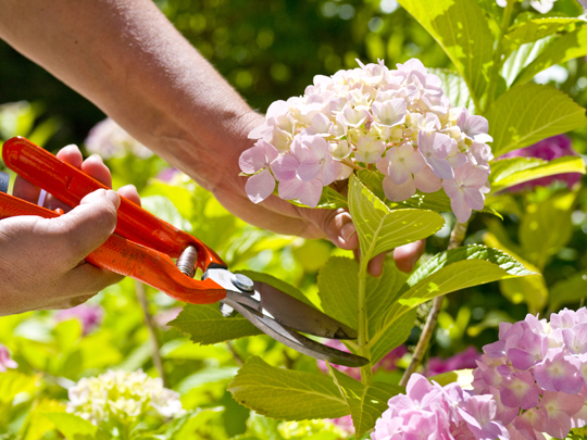 How to Prolong Life of Cut Flowers