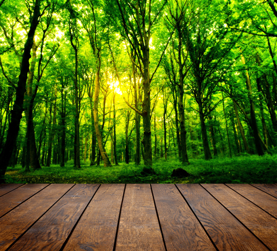 Types of Building Wood - Handyman