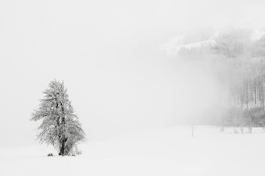 How to Care for Cold Resistant Trees - Landscapers