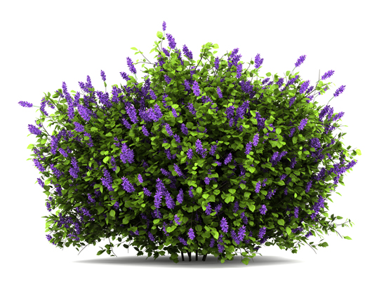 How to Grow Shrubs in Pots