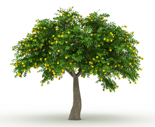 How to Plant Cold Resistant Fruit Trees