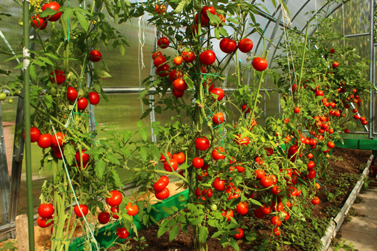 Types of Tomato Plants