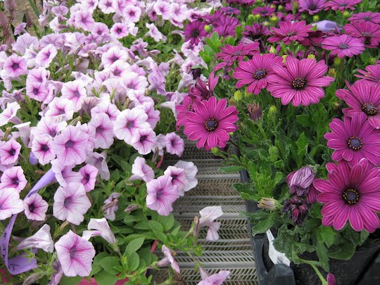 Steps to Planting Fall Flower Beds