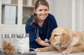 Veterinarians